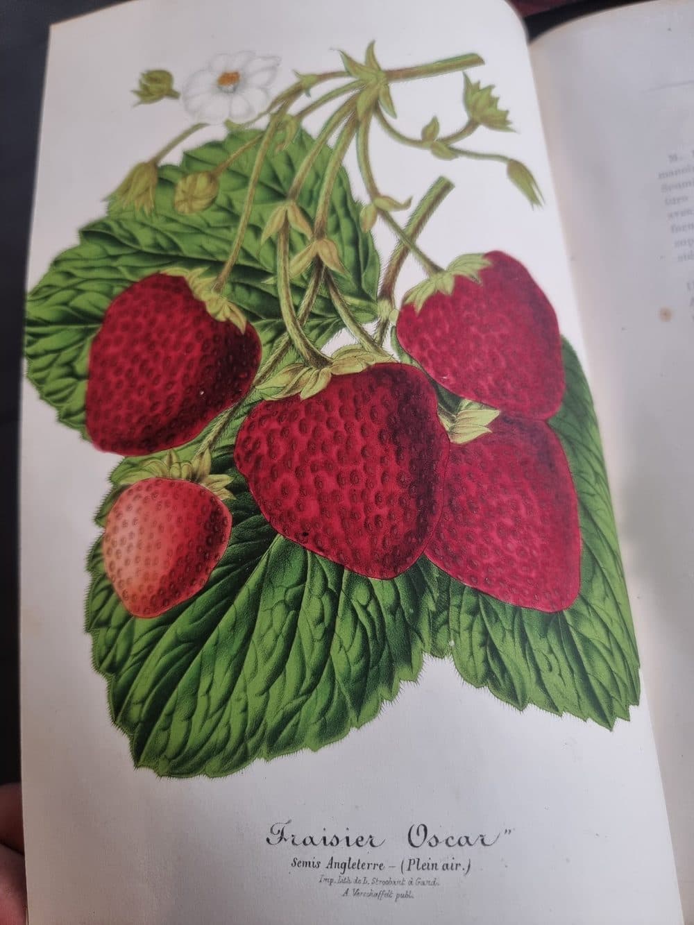 L'Illustration Horticole — 1859 — planche 1