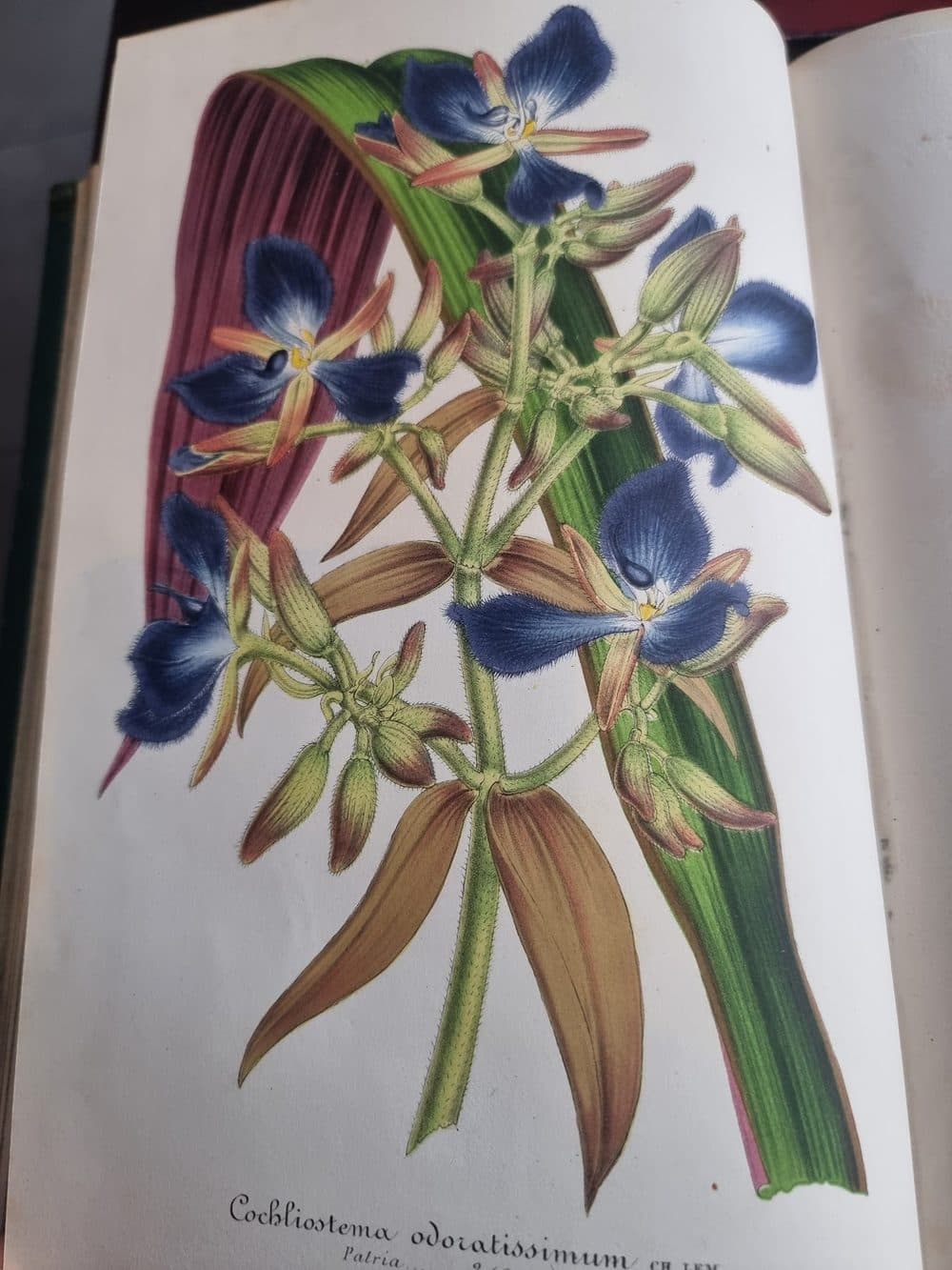 L'Illustration Horticole — 1859 — planche 10