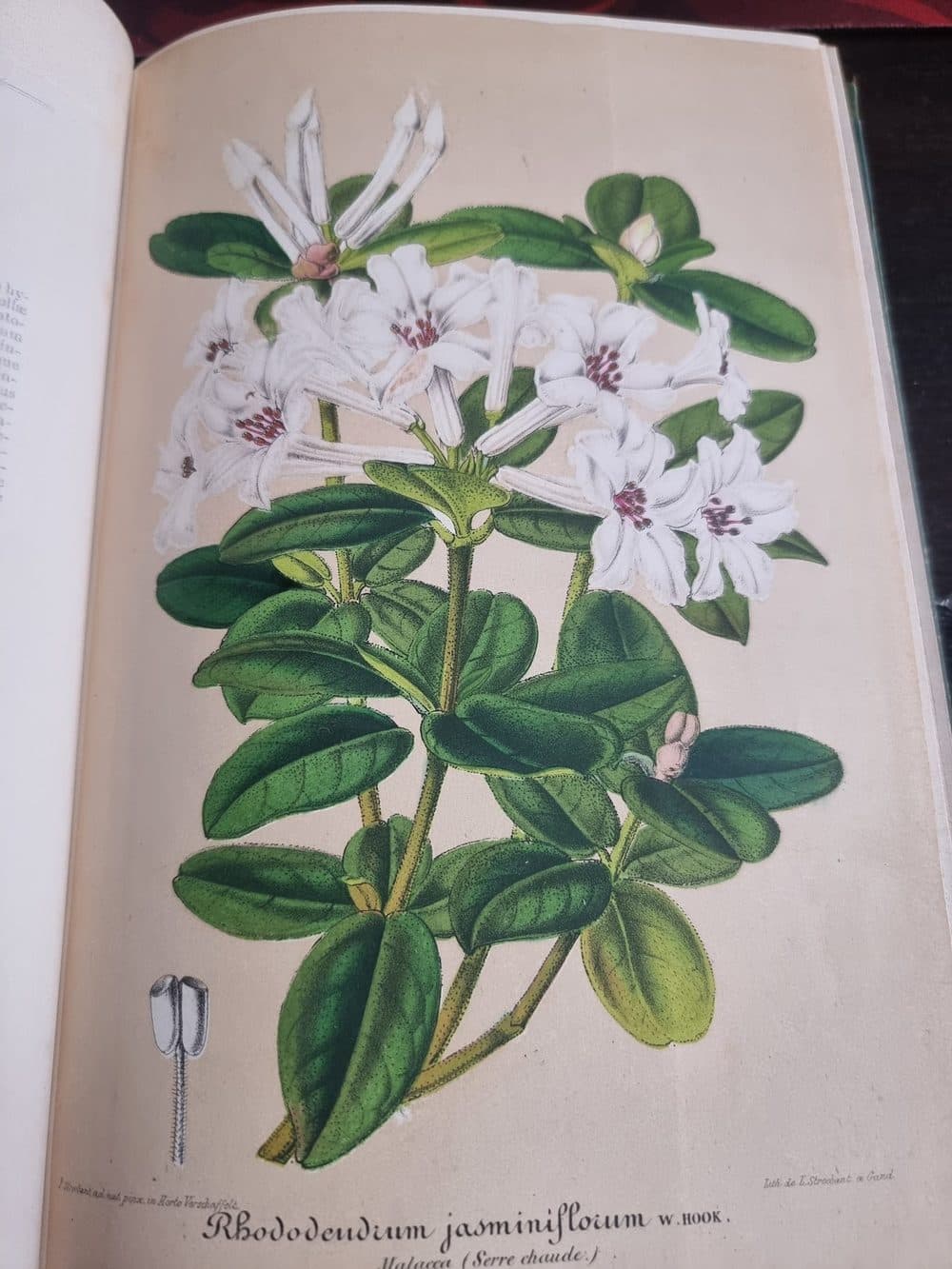 L'Illustration Horticole — 1859 — planche 11
