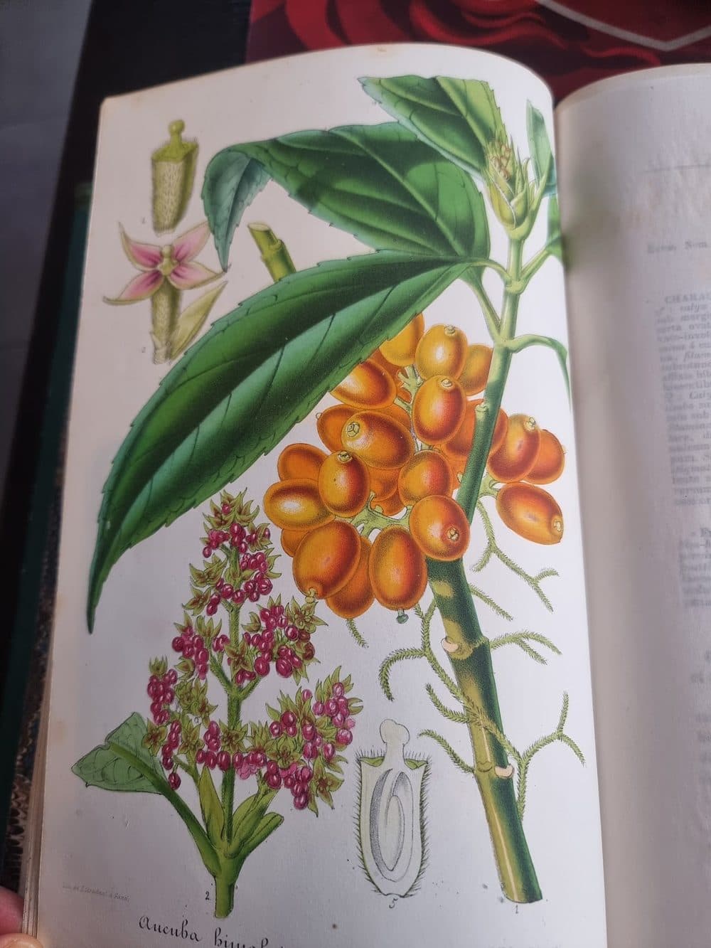 L'Illustration Horticole — 1859 — planche 12