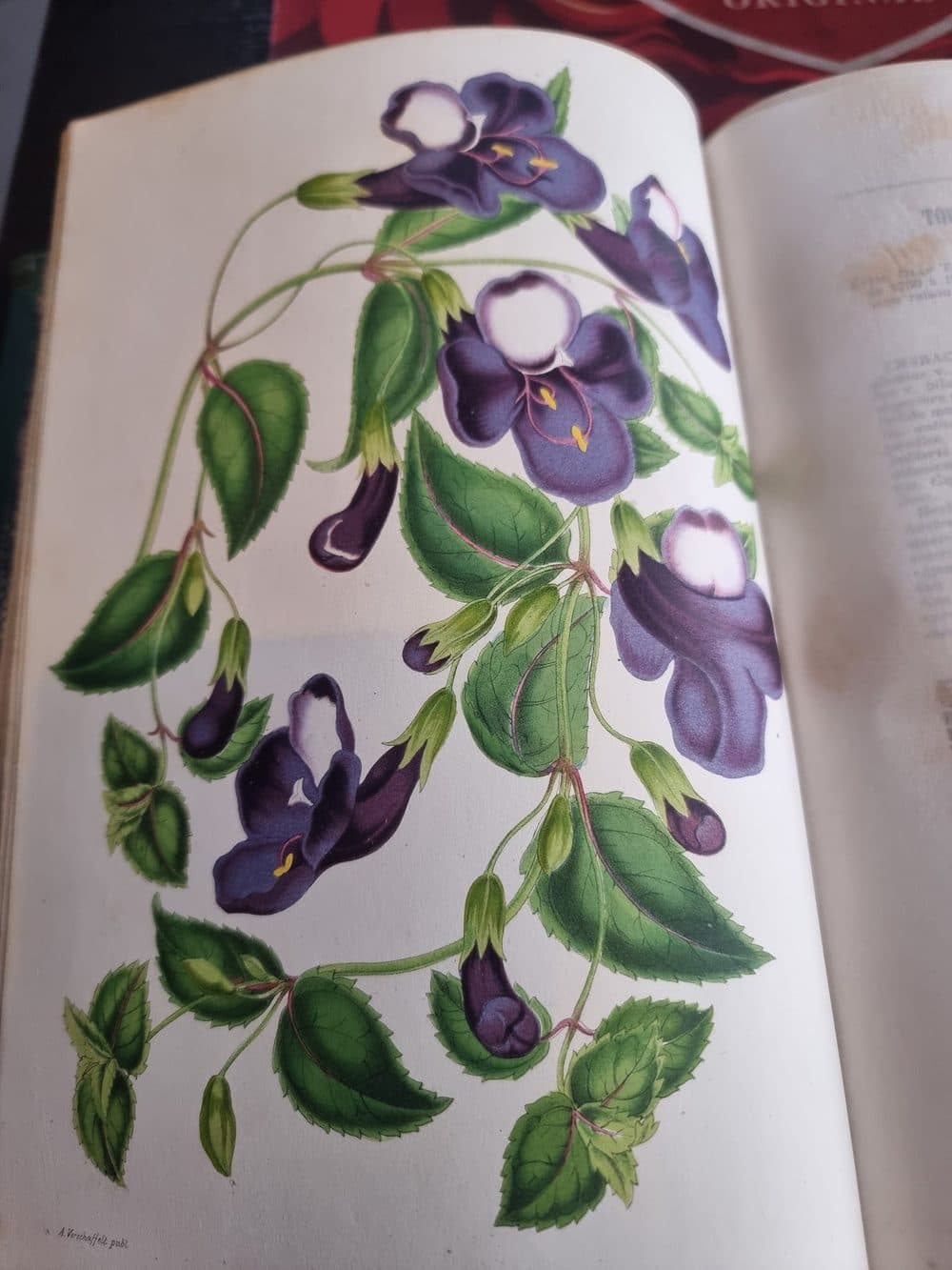 L'Illustration Horticole — 1859 — planche 2