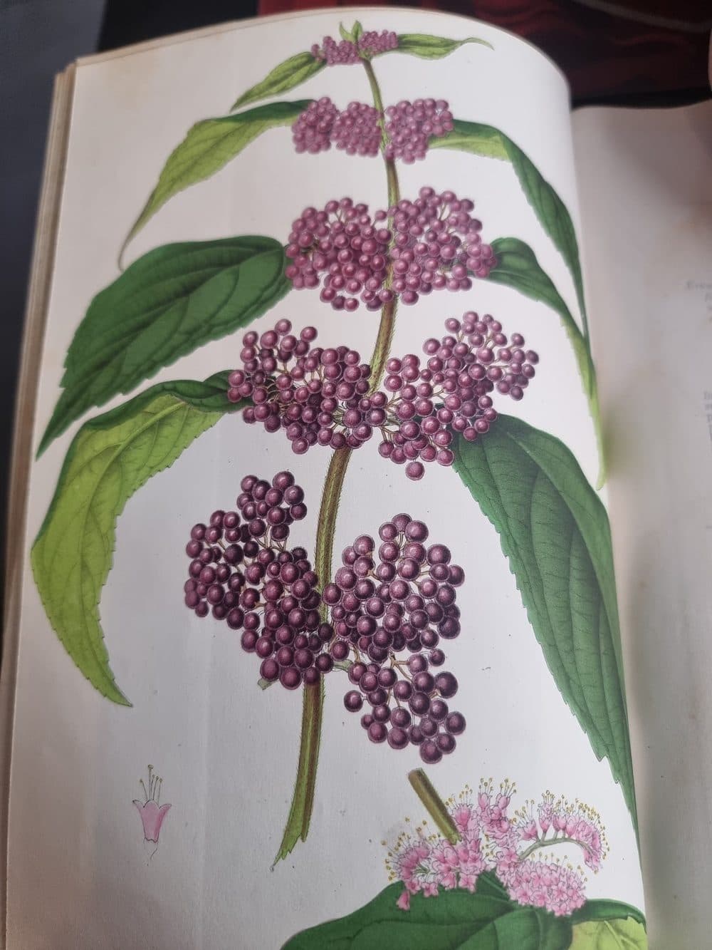 L'Illustration Horticole — 1859 — planche 3