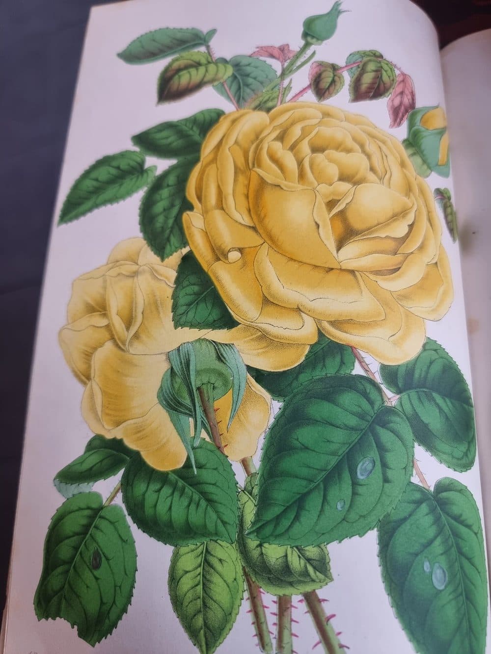 L'Illustration Horticole — 1859 — planche 5