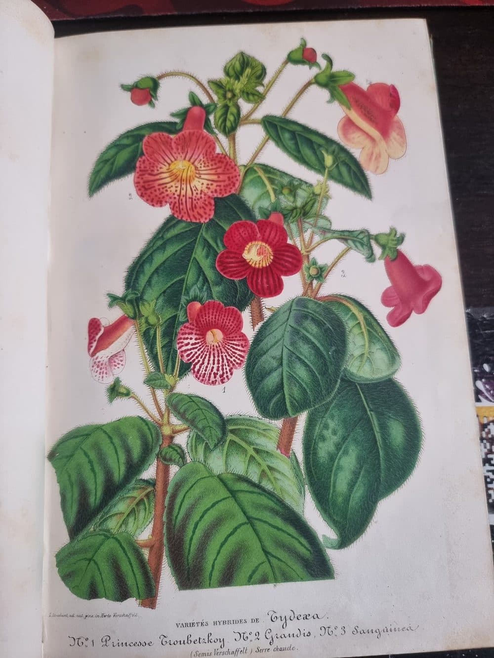 L'Illustration Horticole — 1859 — planche 6