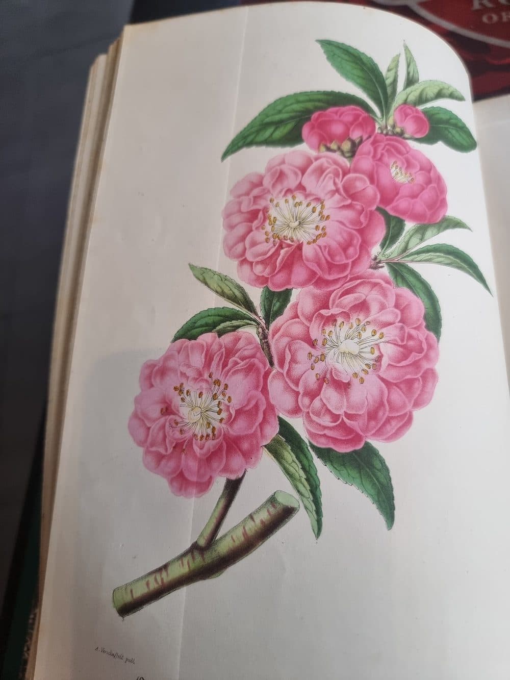 L'Illustration Horticole — 1859 — planche 7