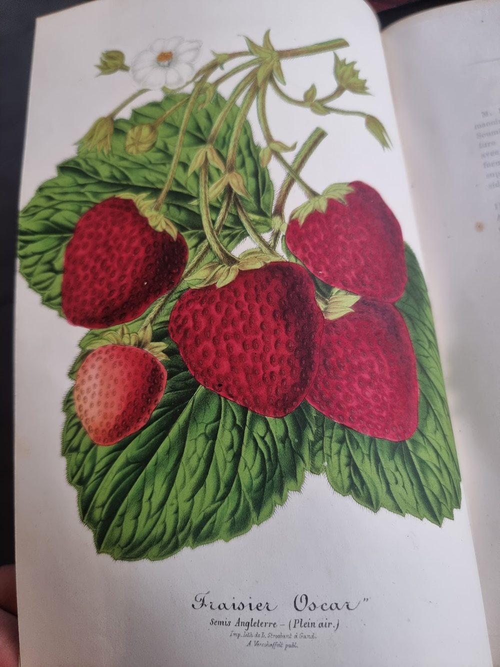 Livres rares & gravures