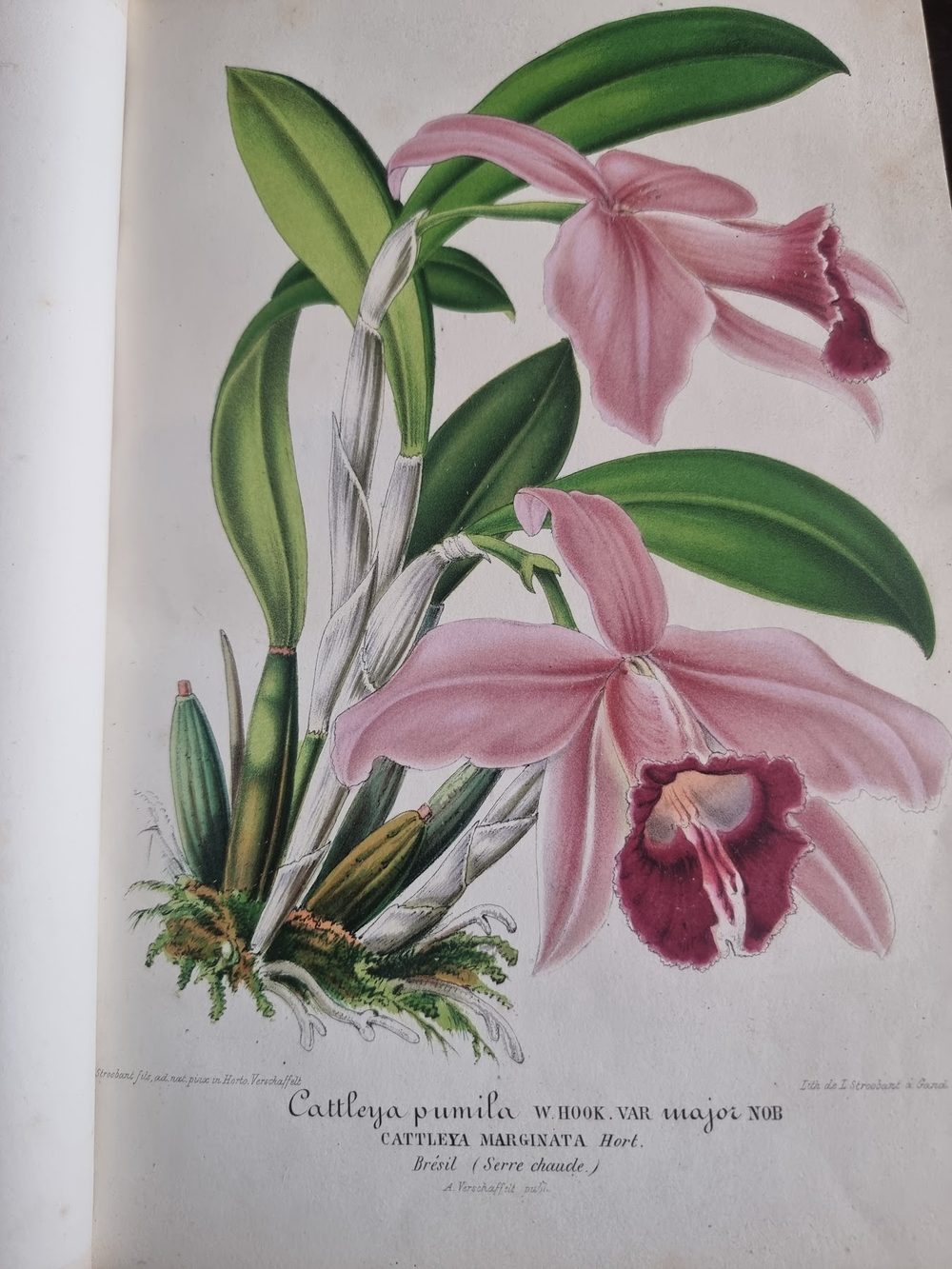 Livres rares & gravures