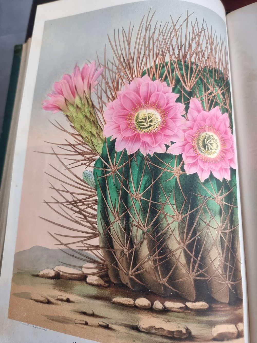 Livres rares & gravures